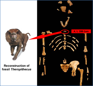 Figure-12.-Lucys-Extra-Vertebra
