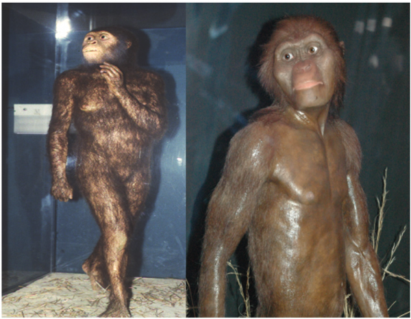 Figure-13.-Lucy-at-Public-Exhibits-600x466