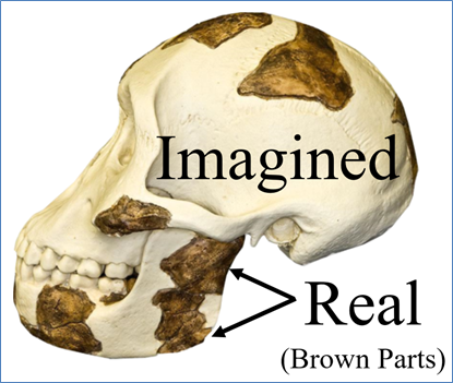 Figure-14.-Lucys-Skull-Reconstruction