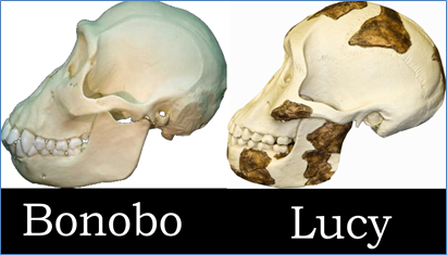 Figure-15.-Lucys-Skull-Profile-Compared-to-a-Living-Bonobo