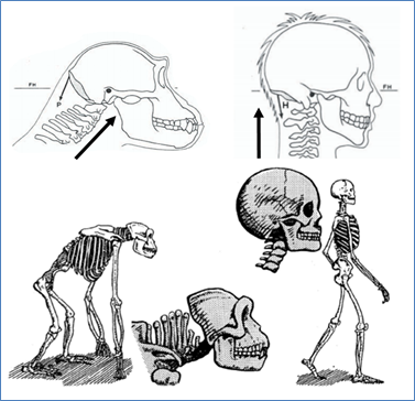Figure-16.-Foramen-Magnum-Angle-and-Walking-Angle-Comparison-Chimps-to-Humans