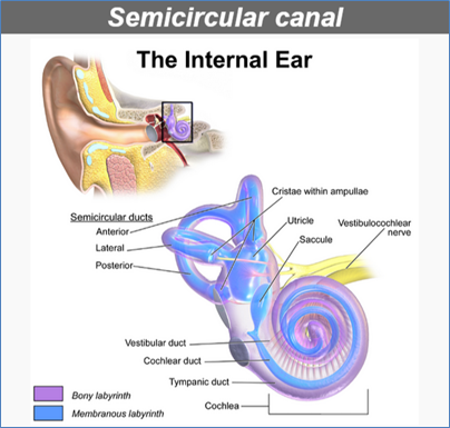 Figure-17.-Semicircular-Canal