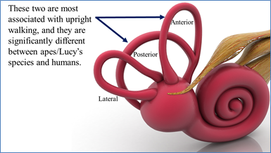 Figure-18.-Semicircular-Canals