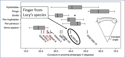 Figure-19.-Finger-Curvature-Study-Revealing-Lucys-Species-is-Categorized-with-Chimps-and-Gorillas
