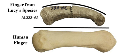 Figure-20.-Finger-from-Lucys-Species-Compared-to-Human-Finger