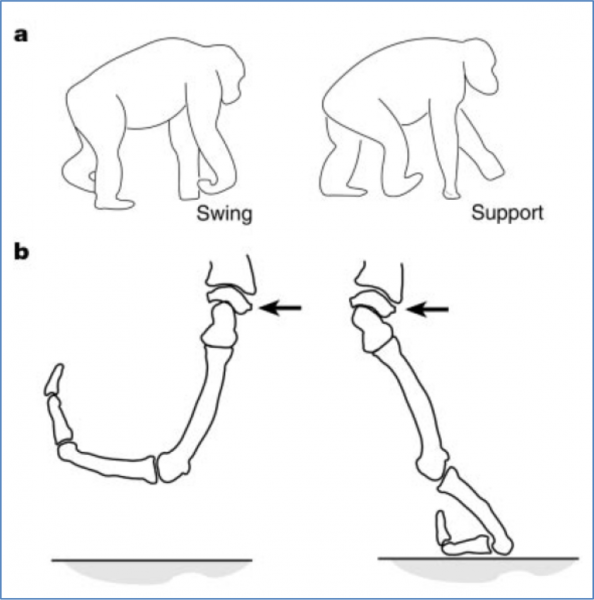 Figure-22.-Lucys-Locking-Wrist-594x600