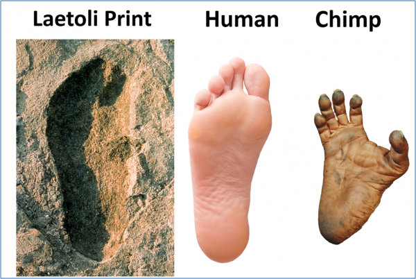 Figure-24.-Laetoli-Prints-and-Human-Chimp-Feet-600x402