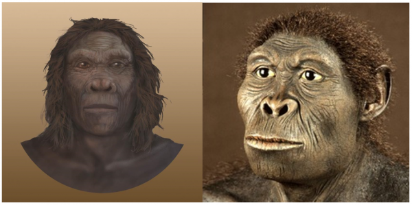 Figure-26.-Homo-habilis-Renderings-600x299