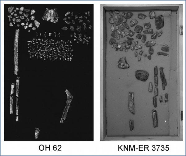 Figure-33.-Two-of-the-best-Homo-habilis-fossil-collections.-OH-62-and-KNM-ER-3735-600x502