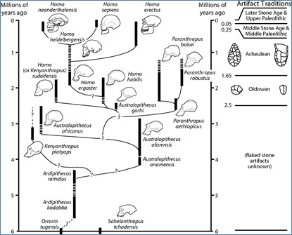 Figure-38.-Human-Evolution-Tree