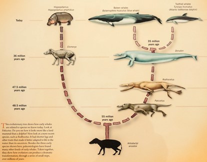 Figure-92.-Whales-Evolution-from-Land-to-Sea