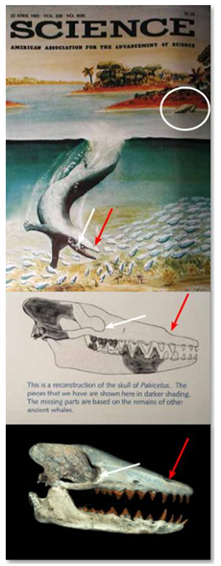 Figure-93.-Swimming-Pakicetus