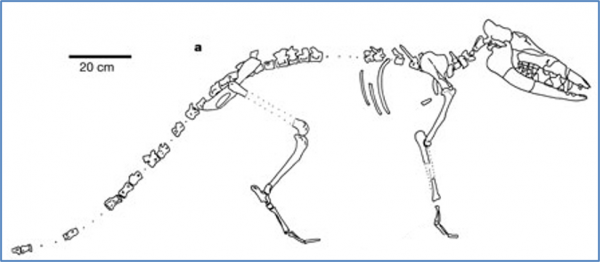 Figure-94.-Actual-Pakicetus-Fossil-600x262