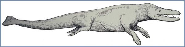 Figure-97.-Rodhocetus-from-2001-Whale-Evolution-Display-600x154