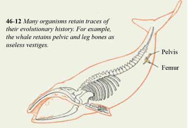 Figure-98.-Whale-Vestigial-Structures