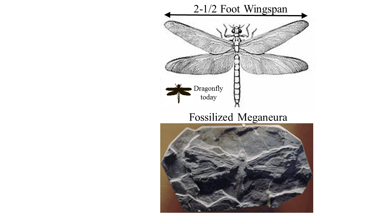meganeura