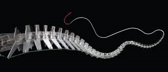 sauro-tail-1
